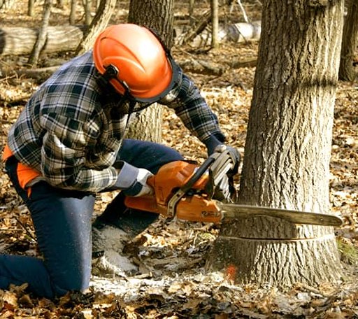 Tree Removal in Wonalancet, NH